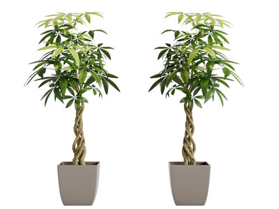 现代扭曲枝干的盆栽植物