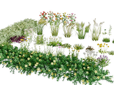 开满鲜花的地面花草丛