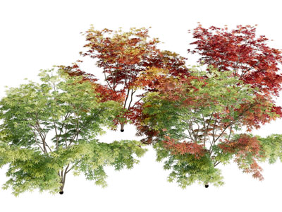 长满绿色橙色树叶的枫树