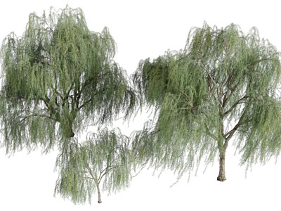 随风摇曳的柳树