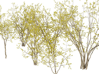 开满嫩叶的灌木丛