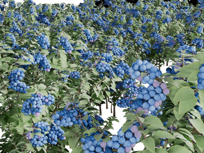 生长茂盛的蓝莓灌木丛