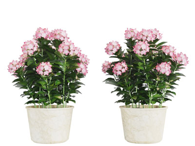 现代开满花卉的植物盆栽