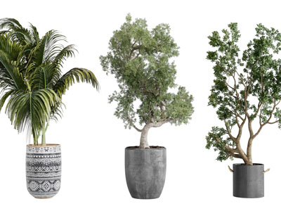 现代水泥花盆盆栽植物