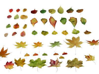 绿色黄色的树叶