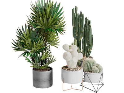 北欧水泥花盆盆栽植物