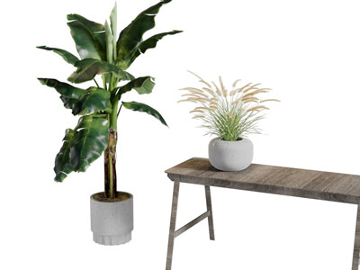 现代芭蕉盆栽植物