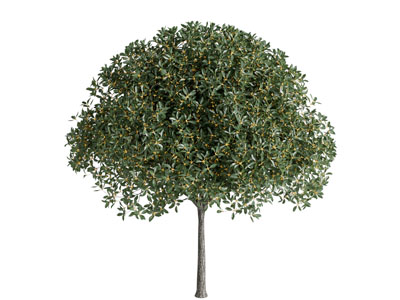 开满黄色小花的景观树木