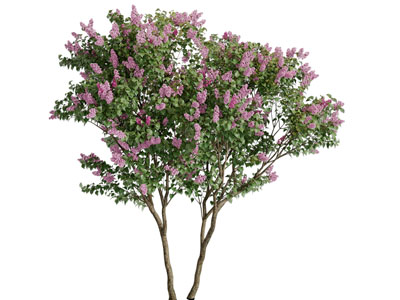 开满紫红色花朵的景观树木