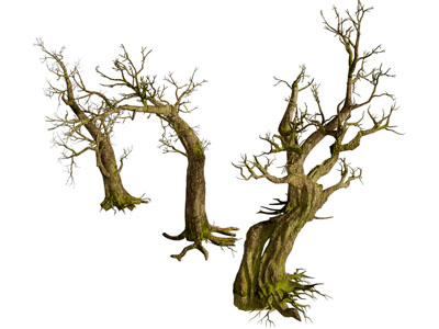 几棵枯干的老树
