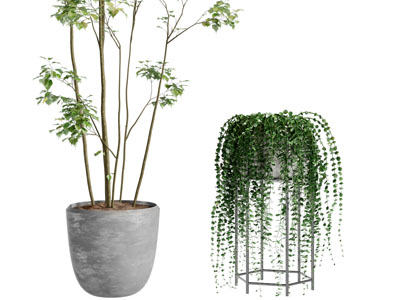 现代水泥花盆植物盆栽