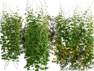 现代开着黄色花朵的藤蔓植物