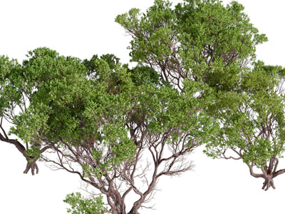 枝叶繁茂的灌木丛