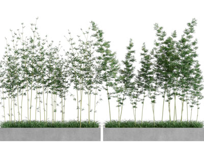 长方形盆栽植物