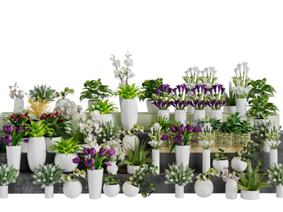 花盆花卉、盆栽植物