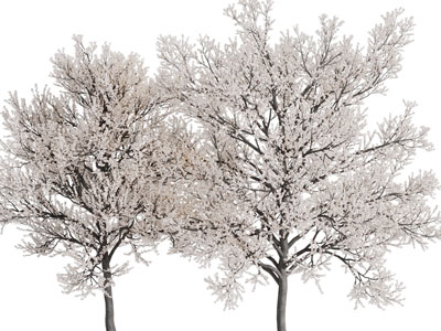 现代开着白色花朵的树