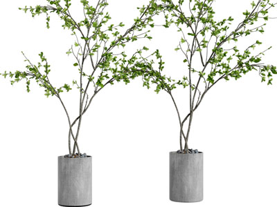 现代水泥花盆盆栽植物