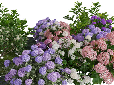 盛开的绣球花草丛