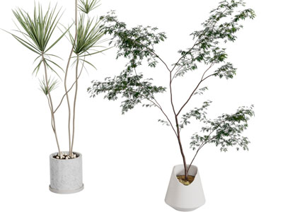 现代柱形花盆盆栽植物