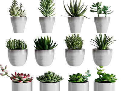 现代花盆盆栽植物