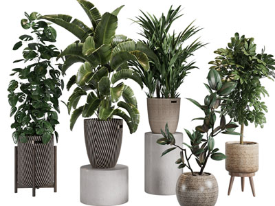 现代花纹纹理盆栽植物