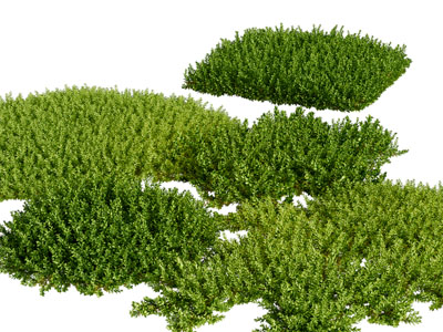 现代方形景观灌木丛