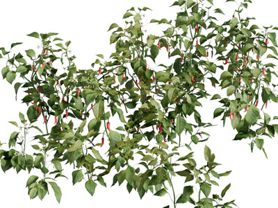 现代辣椒花草植物