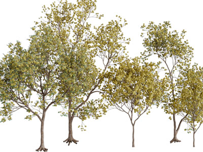 高低不同的大树