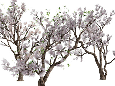 开满花朵的花树