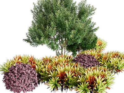 现代景观花草灌木绿植