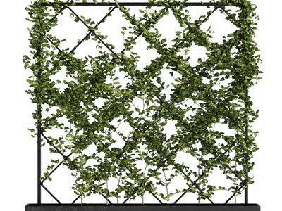 爬满铁网的藤蔓植物