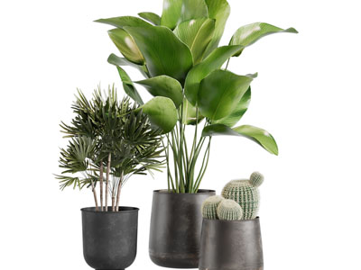 现代黑色陶艺花盆盆栽植物