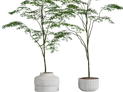 侘寂风盆栽植物