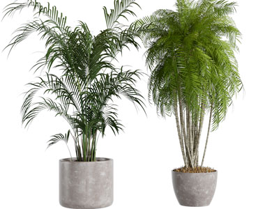 水泥花盆盆栽植物