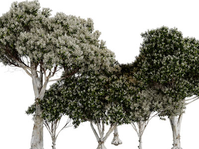 现代几棵道旁树木