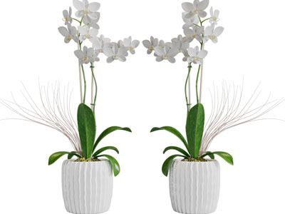 现代蝴蝶兰盆栽植物