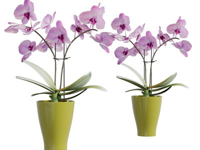 中式蝴蝶兰盆栽植物