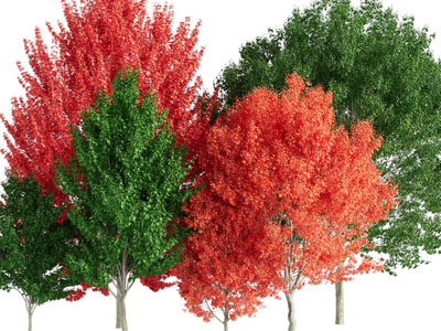 橙红色色树叶的树