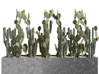 现代仙人掌多肉植物盆栽