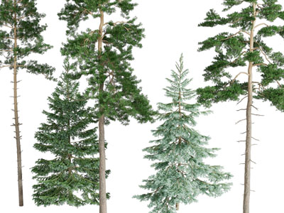 高低不同的松树