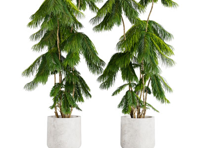 现代松树植物盆栽