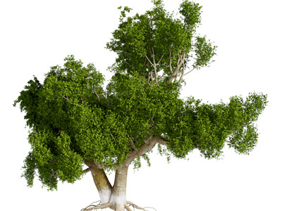 一棵古老的大树