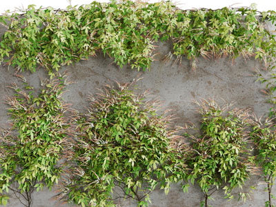 爬满墙面的藤蔓植物