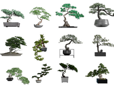 中式松树盆景盆栽