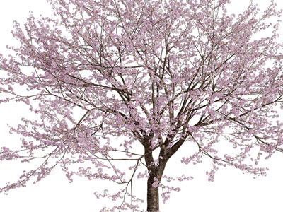 开满花朵的花树