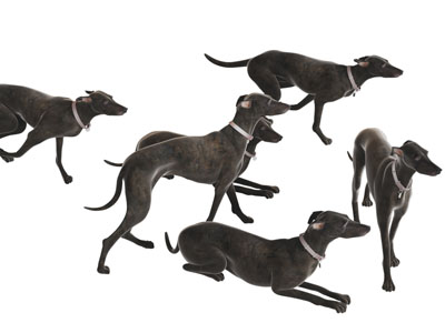 奔跑的狗爬行动物