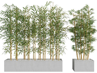 种在花盆里的竹子