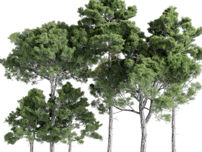 高低不同的松树