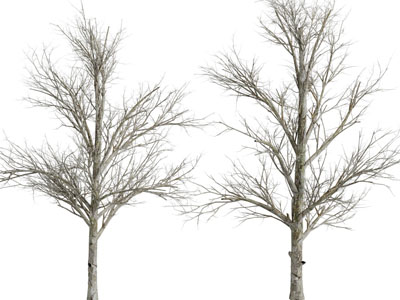 现代没有树叶的大树