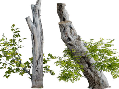 截断的老树